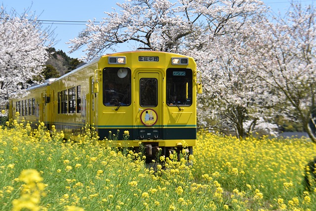 日本の列車に桜となのはな