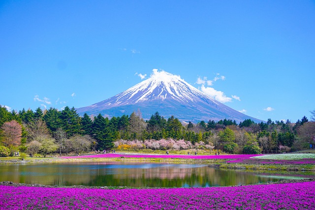 富士山とラベンダー畑