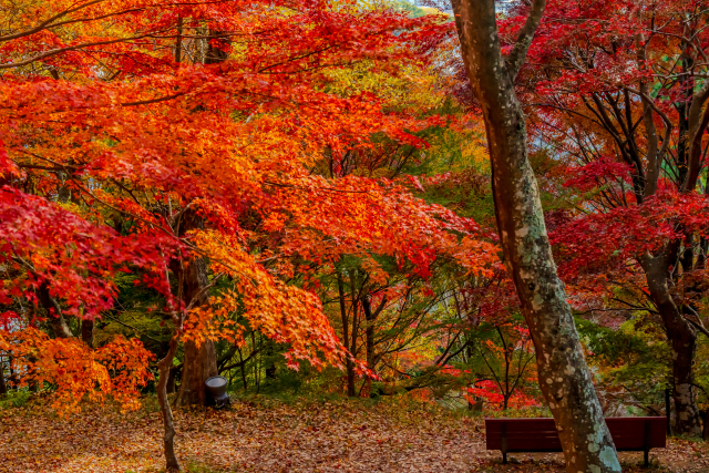 日本　紅葉
